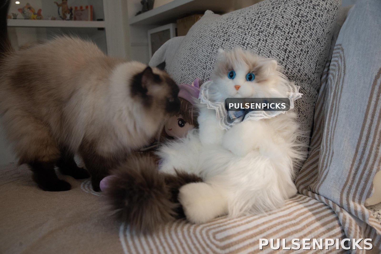 Photo from our Chongker cat-shaped backpack review